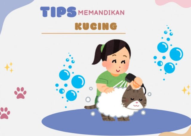 Tips memandikan kucing