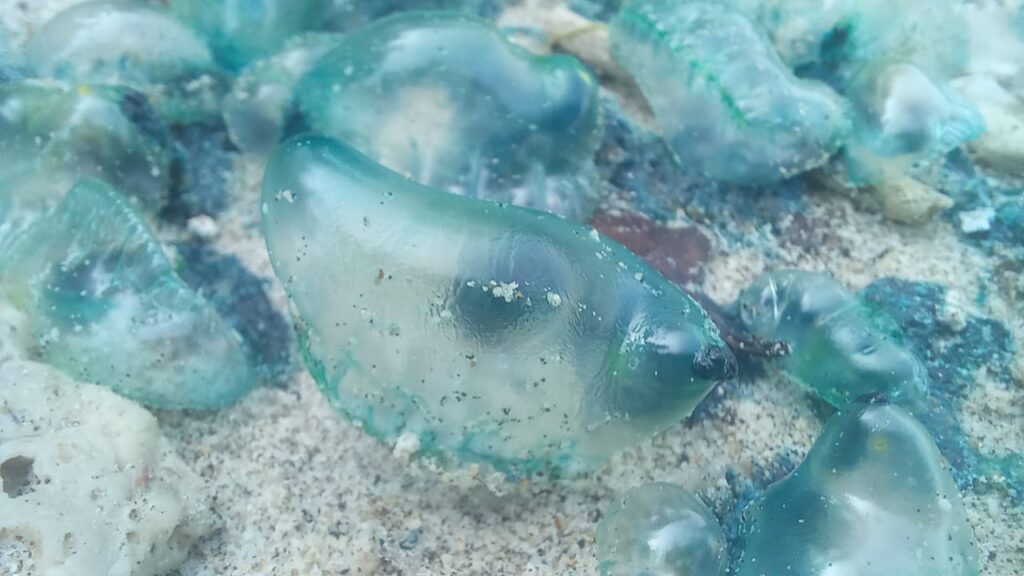 Ubur-ubur botol biru ditemukan di Pantai Timur Pangandaran. Hewan mungil cantik ini jangan sampai terkena kulit.