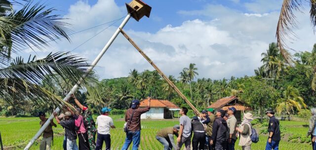 Petani Pangandaran membangun rumah burung hantu di tengah sawah.