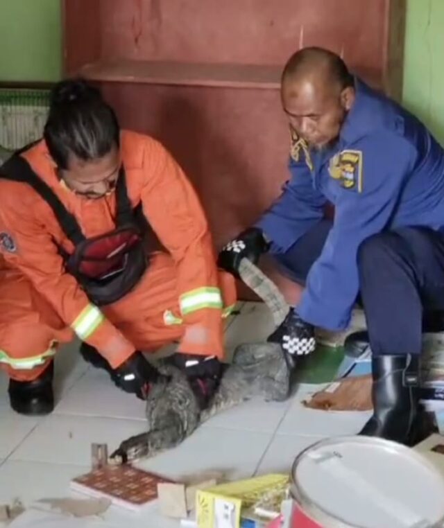 Biawak besar masuk sekolah di Tasikmalaya dan berhasil ditangkap petugas Damkar Kabupaten Tasikmalaya.