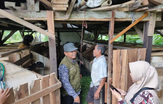 Dinas Pertanian Pangandaran saat memerika kandang hewan ternak di Kecamatan Parigi, Senin 8 Juli 2024. Sebelumnya kawanan hewan penghisap darah atau ajag atau anjing liar melakukan teror.