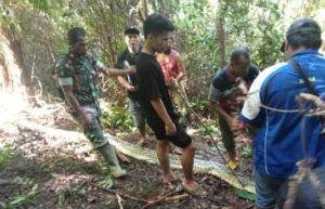 Warga mengevakuasi jasad wanita dimakan ular piton raksasa di Luwu, Sulsel pada Selasa 2 Juli 2024.