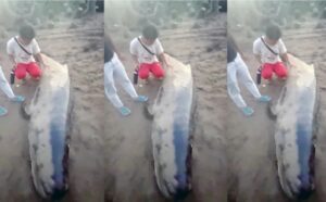 Paus Hidung Botol terlihat terdampar di Pantai Barat