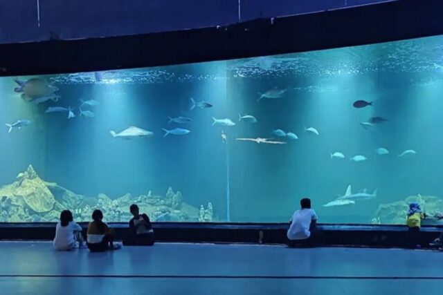 Wisata edukasi super seru di Aquarium Indonesia Pangandaran, ada ratusan biota laut.