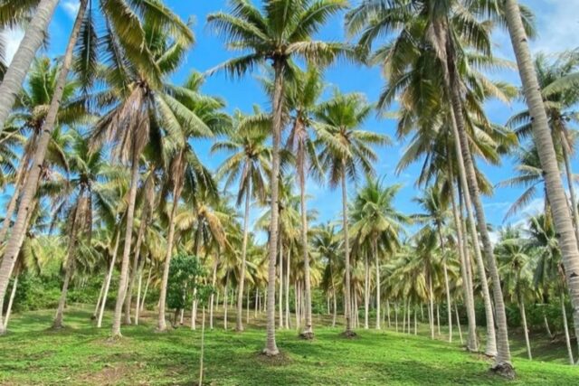 Mengenal cocofiber dan cocopeat, produk turunan dari perkebunan kelapa di Pangandaran yang potensial.