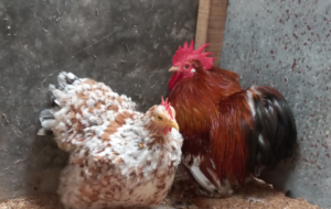 Bisnis ayam hias bisa menguntungkan dan membuat anda bisa mendapatkan omzet puluhan juta.