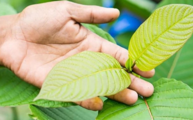 Pemerintah melalui Kementerian Koperasi dan Usaha Kecil Menengah saat ini tengah mendorong program hilirisasi produk kratom.