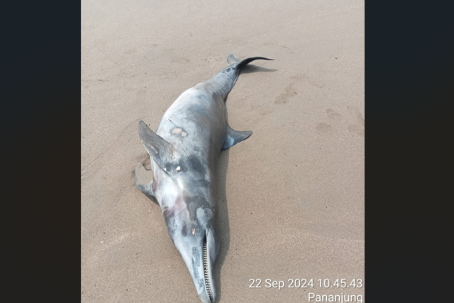 Seekor lumba-lumba hidung botol mati terdampar di Pantai Pangandaran Minggu 22 September 2024.