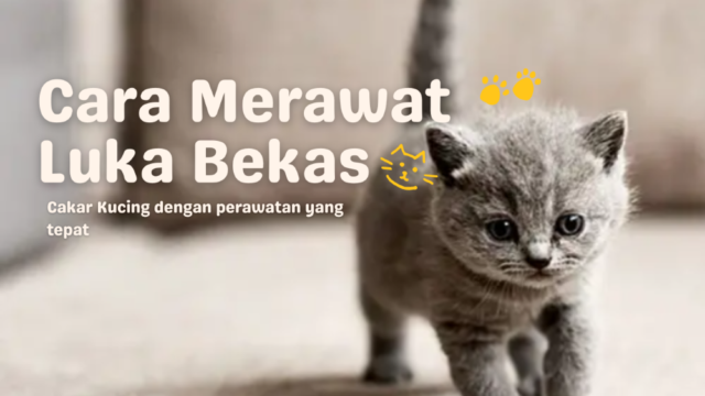 Luka Bekas Cakar Kucing