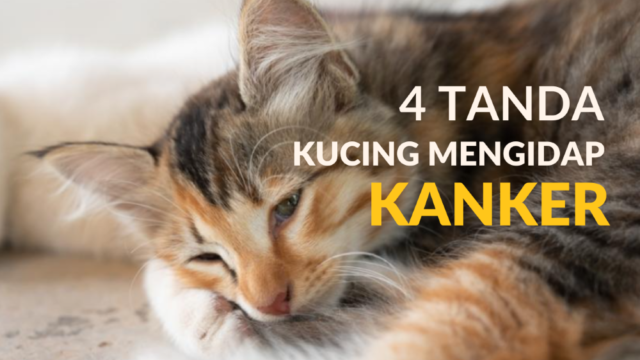 Tanda Kucing Mengidap Kanker