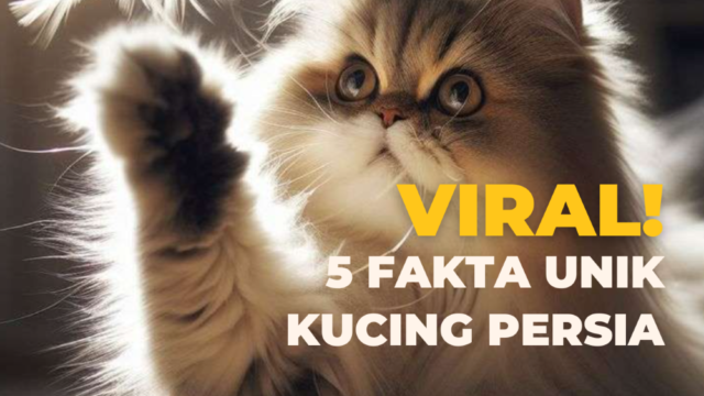 Kucing Ras Persia