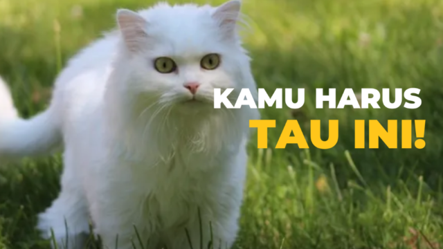 Tanda Kucing Jantan Sedang Birahi