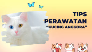 Kucing Anggora