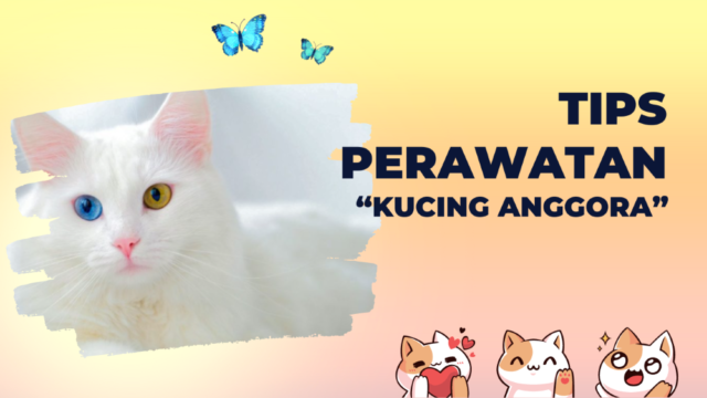 Kucing Anggora