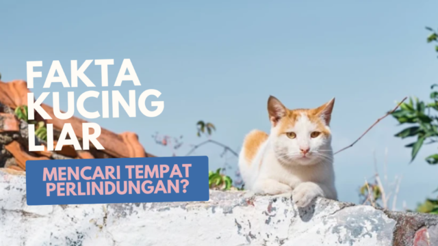 Fakta Kucing Liar